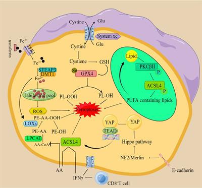 Ferroptosis and tumor immunotherapy: A promising combination therapy for tumors